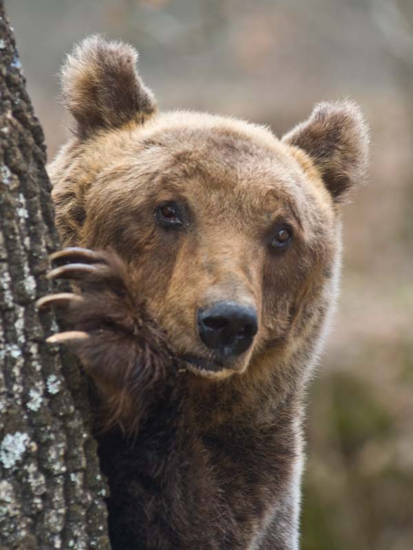 orso pnalm